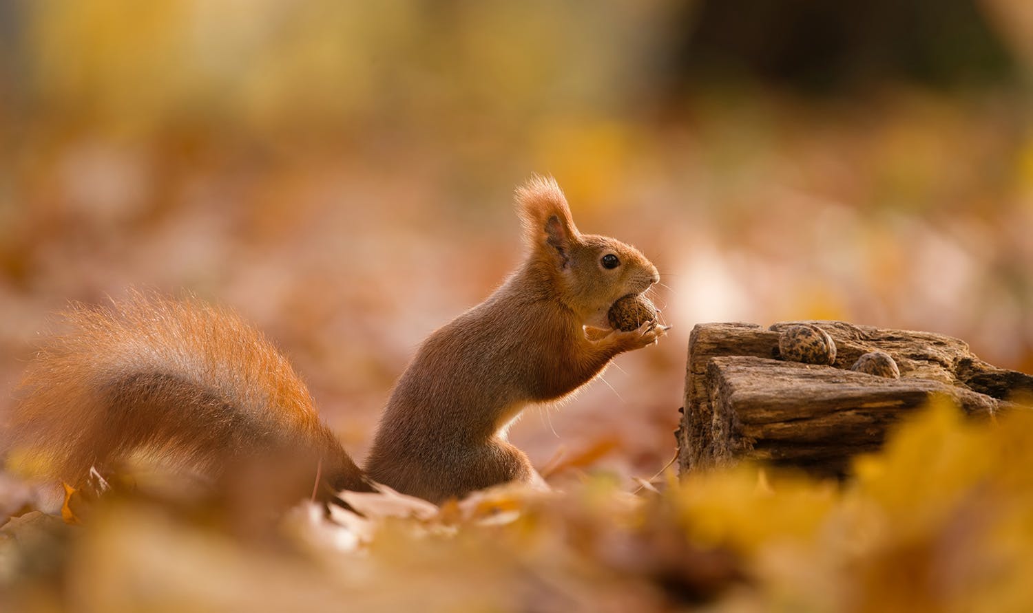 egern i skovbunden 2329438403 Ekorn i skogen